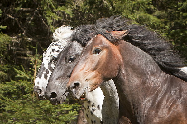 [Translate to EN:] Reiten in Tweng
